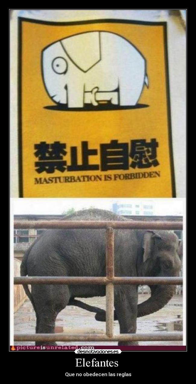 Elefantes - Que no obedecen las reglas