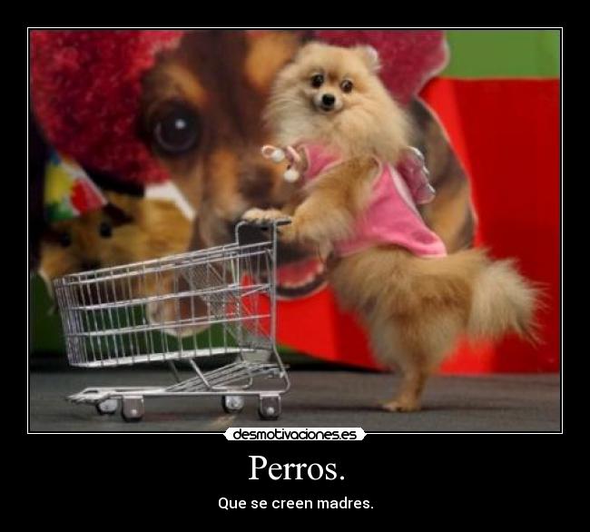 Perros. -