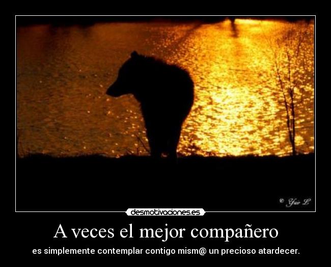 A veces el mejor compañero -