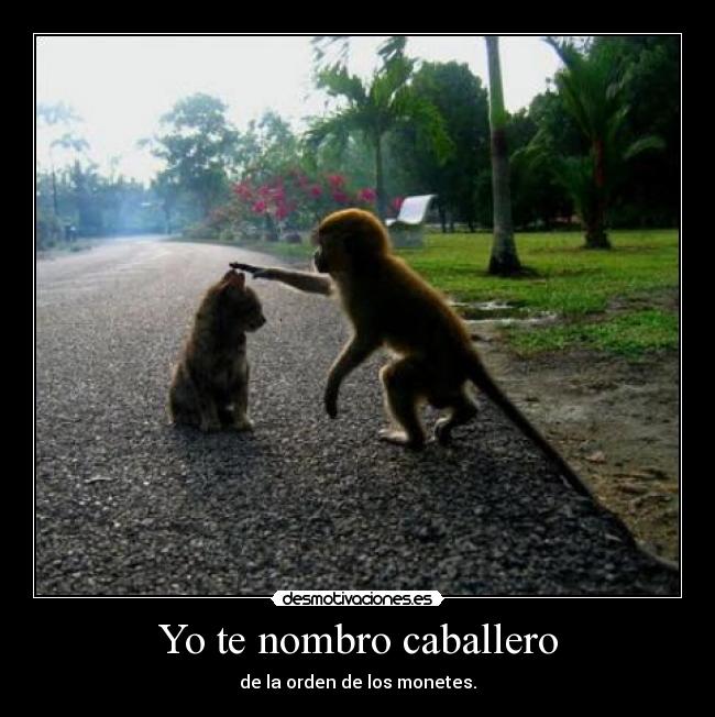 Yo te nombro caballero - de la orden de los monetes.