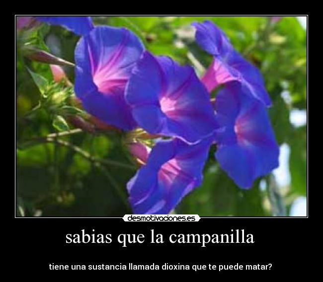 sabias que la campanilla  - 