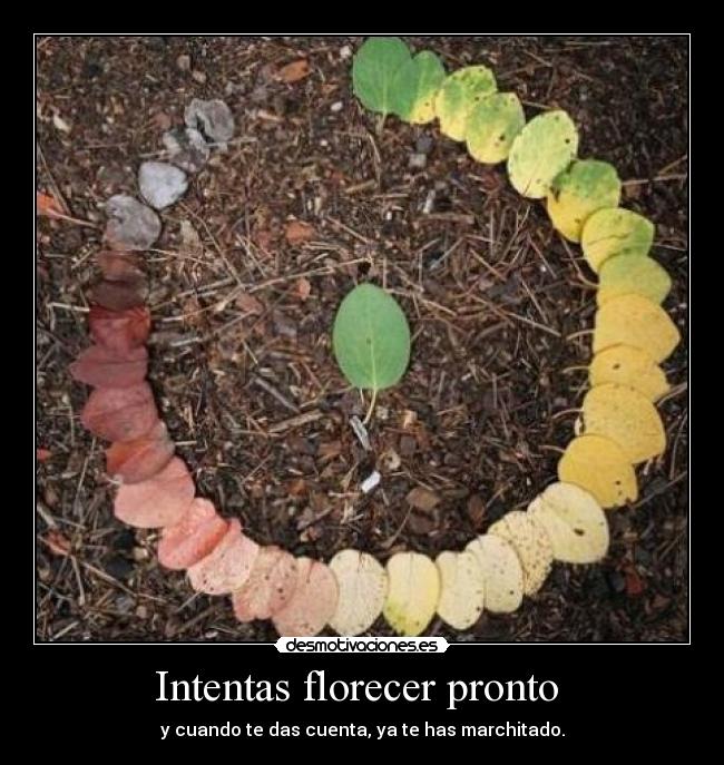 Intentas florecer pronto -