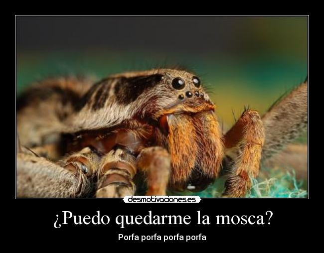 ¿Puedo quedarme la mosca? - Porfa porfa porfa porfa