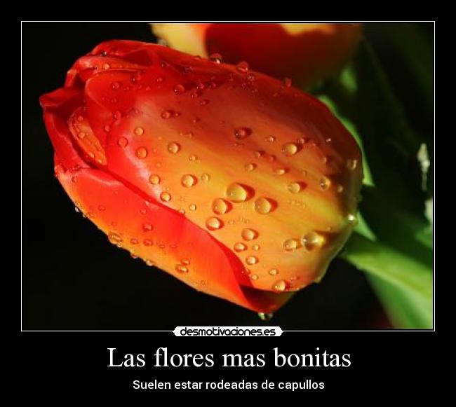 carteles las flores bonitas siempre tienen capullos quiero lucia clanvirus desmotivaciones