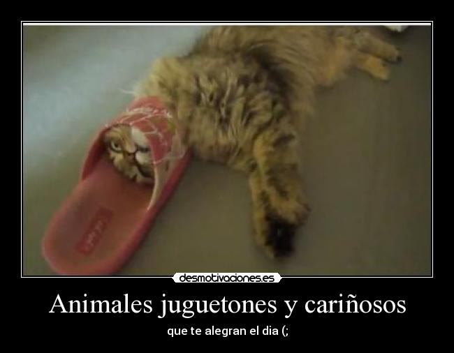 Animales juguetones y cariñosos - que te alegran el dia (;