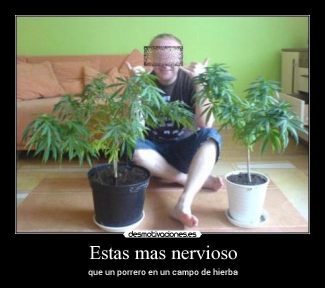 Estas mas nervioso - que un porrero en un campo de hierba