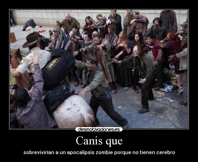 Canis que - sobrevivirían a un apocalipsis zombie porque no tienen cerebro