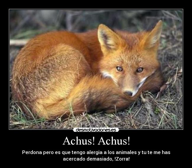 Achus! Achus! - Perdona pero es que tengo alergia a los animales y tu te me has
acercado demasiado, !Zorra!