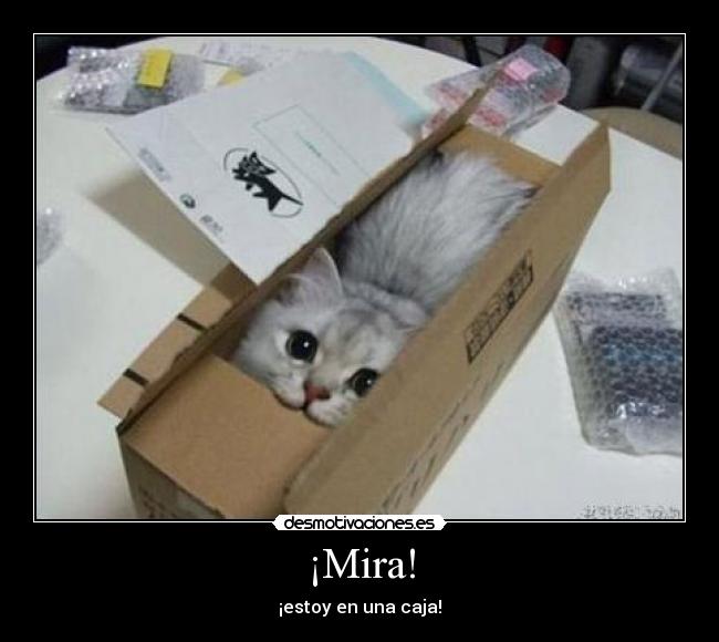 carteles jijiji gato desmotivaciones