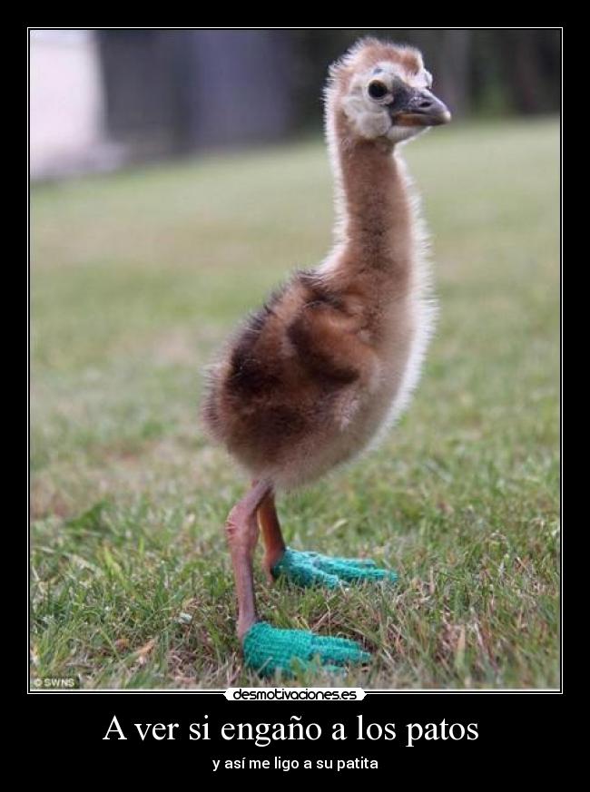 A ver si engaño a los patos  - 