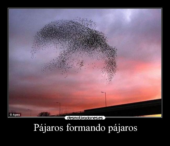 Pájaros formando pájaros -