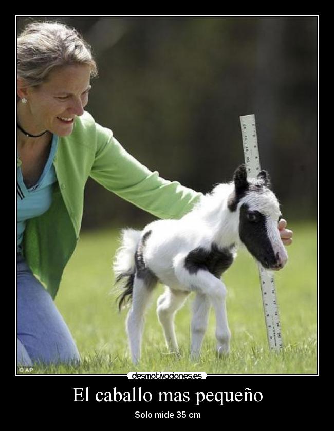 El caballo mas pequeño -