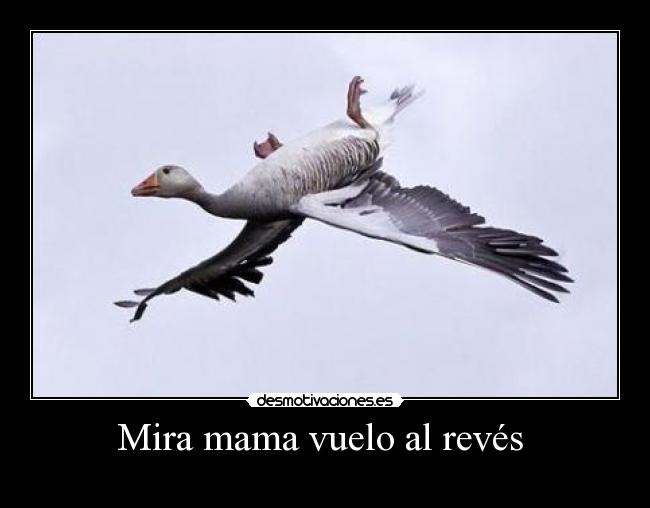 Mira mama vuelo al revés -