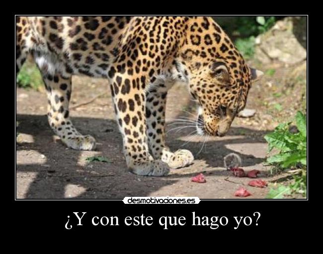 ¿Y con este que hago yo? - 