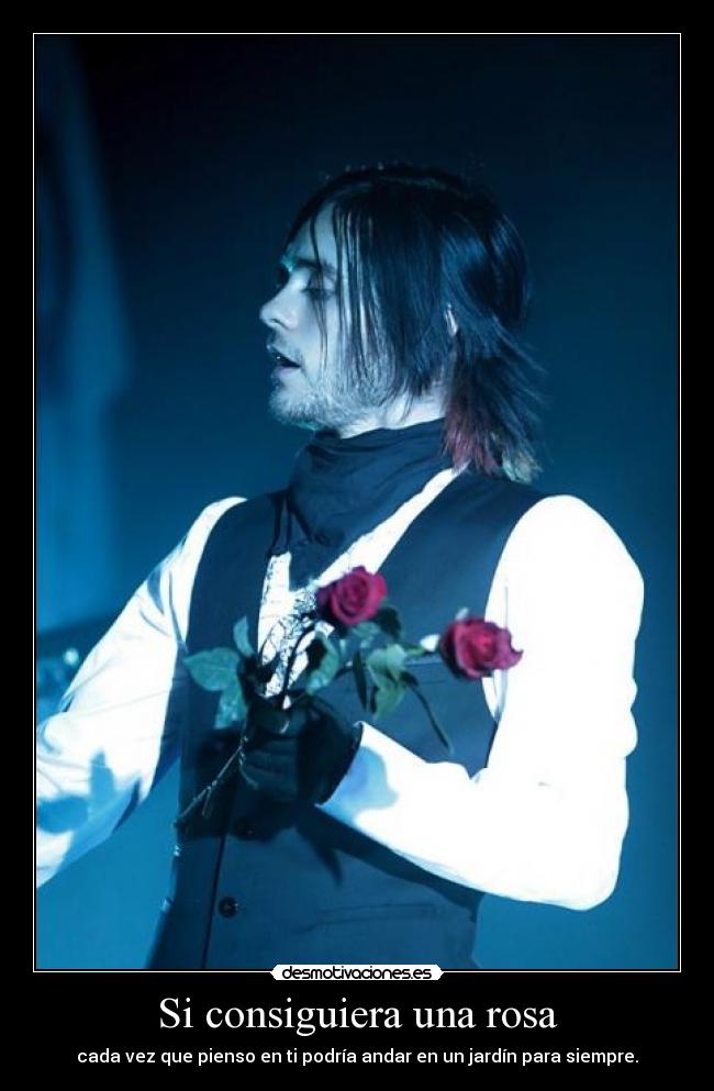 Si consiguiera una rosa - 
