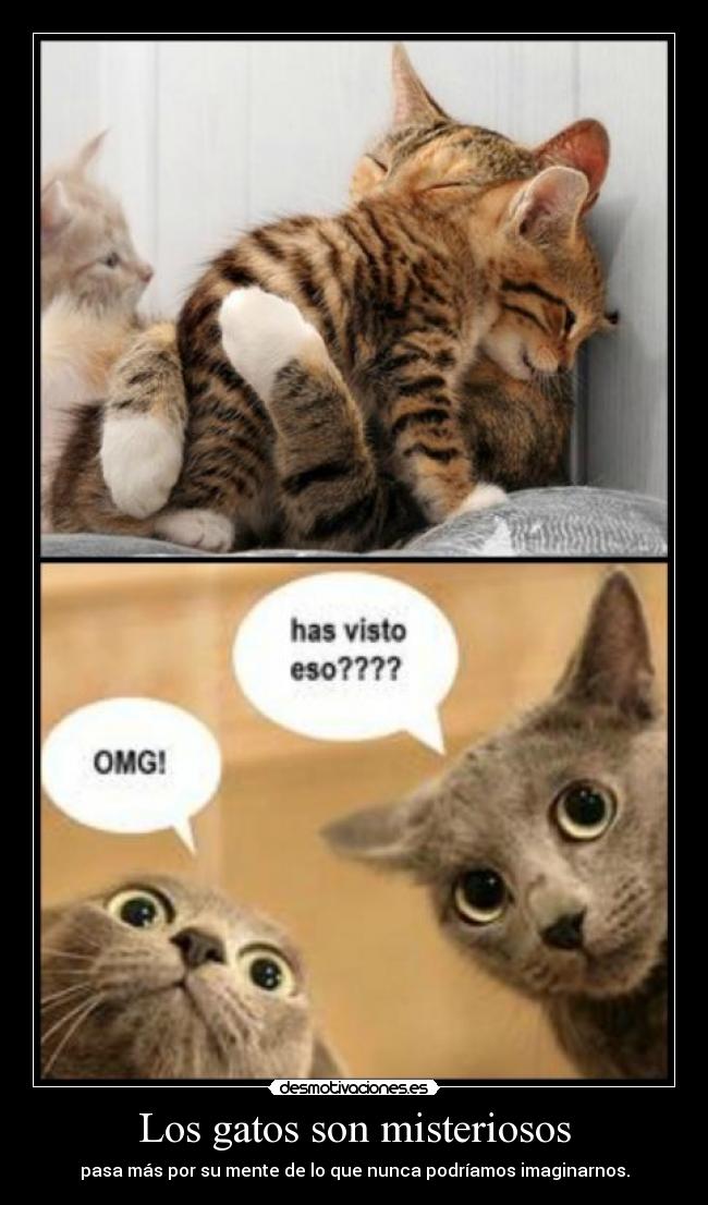 Los gatos son misteriosos -