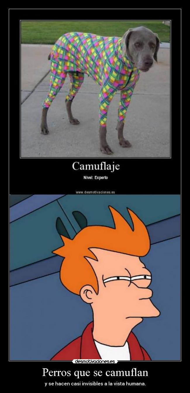 Perros que se camuflan -