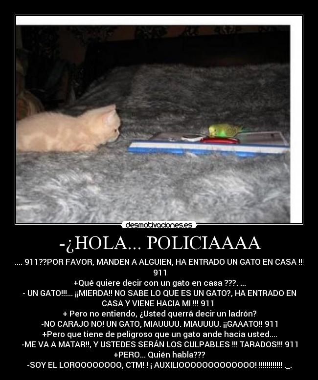 -¿HOLA... POLICIAAAA - .... 911??POR FAVOR, MANDEN A ALGUIEN, HA ENTRADO UN GATO EN CASA !!!
911
+Qué quiere decir con un gato en casa ???. ...
- UN GATO!!!... ¡¡MIERDA!! NO SABE LO QUE ES UN GATO?, HA ENTRADO EN
CASA Y VIENE HACIA MI !!! 911 
+ Pero no entiendo, ¿Usted querrá decir un ladrón?
-NO CARAJO NO! UN GATO, MIAUUUU. MIAUUUU. ¡¡GAAATO!! 911
+Pero que tiene de peligroso que un gato ande hacia usted....
-ME VA A MATAR!!, Y USTEDES SERÁN LOS CULPABLES !!! TARADOS!!! 911
+PERO... Quién habla???
-SOY EL LOROOOOOOOO, CTM! ! ¡ AUXILIOOOOOOOOOOOOO! !!!!!!!!!!!! ._.