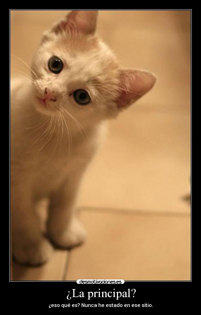 carteles indicame camino soy gatito perdido desmotivaciones