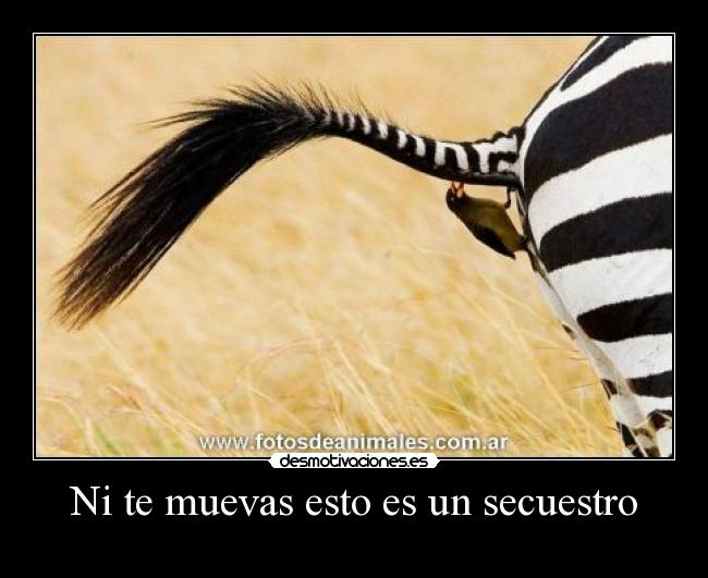 Ni te muevas esto es un secuestro -