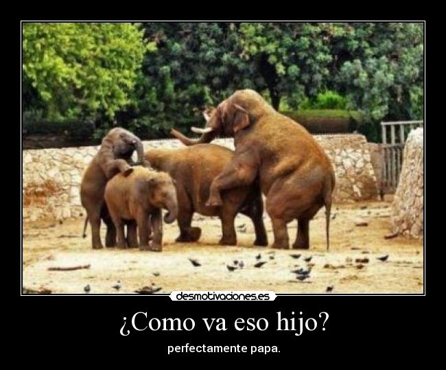 ¿Como va eso hijo? - perfectamente papa.