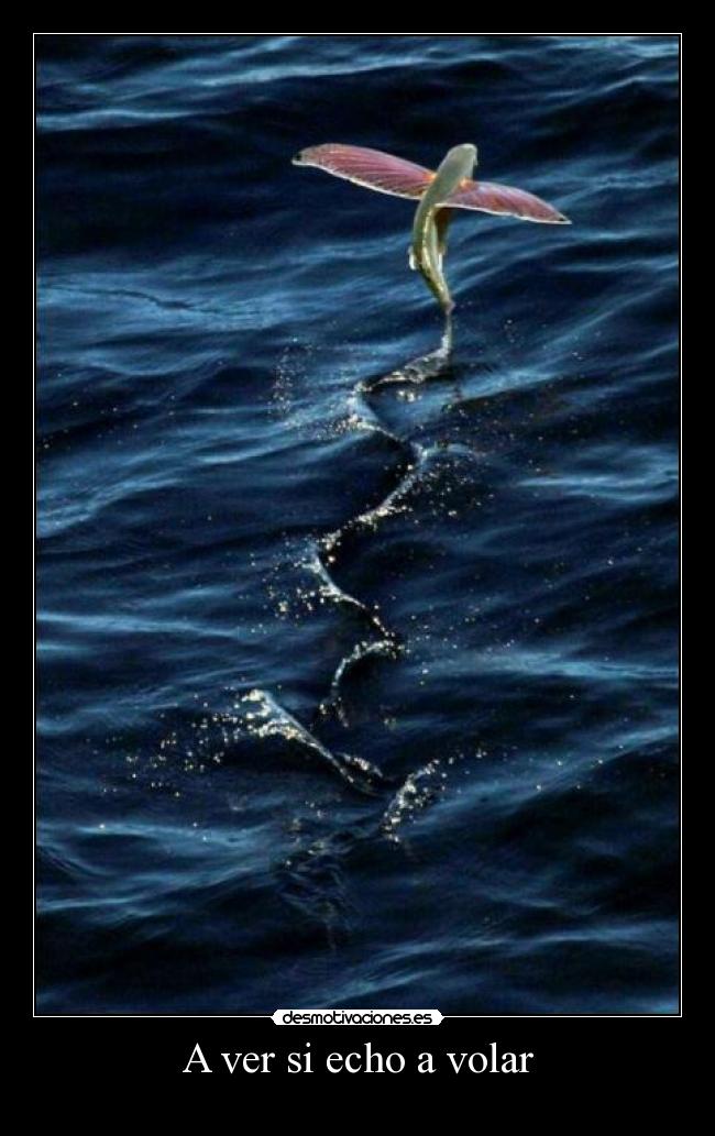 A ver si echo a volar - 