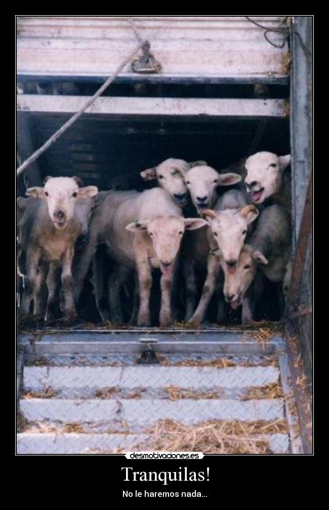 Tranquilas! - No le haremos nada...
