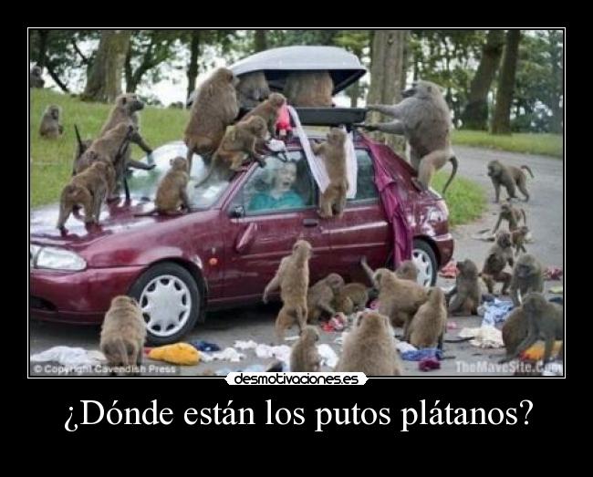 ¿Dónde están los putos plátanos? - 