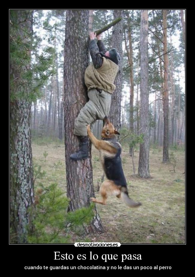 Esto es lo que pasa - cuando te guardas un chocolatina y no le das un poco al perro