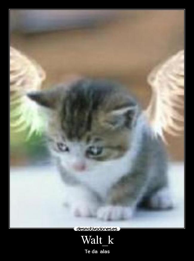 Walt_k - 