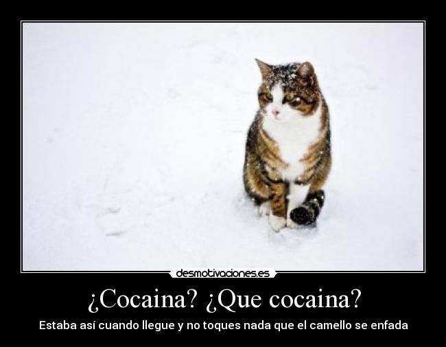 ¿Cocaina? ¿Que cocaina? - Estaba así cuando llegue y no toques nada que el camello se enfada