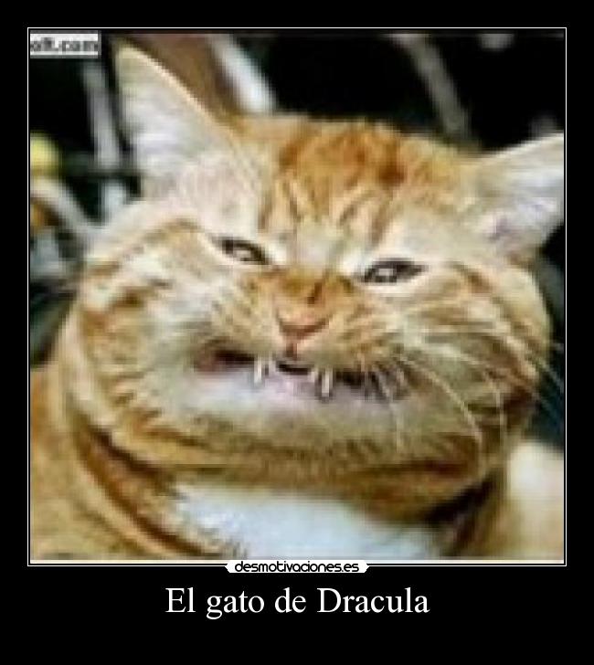 El gato de Dracula - 