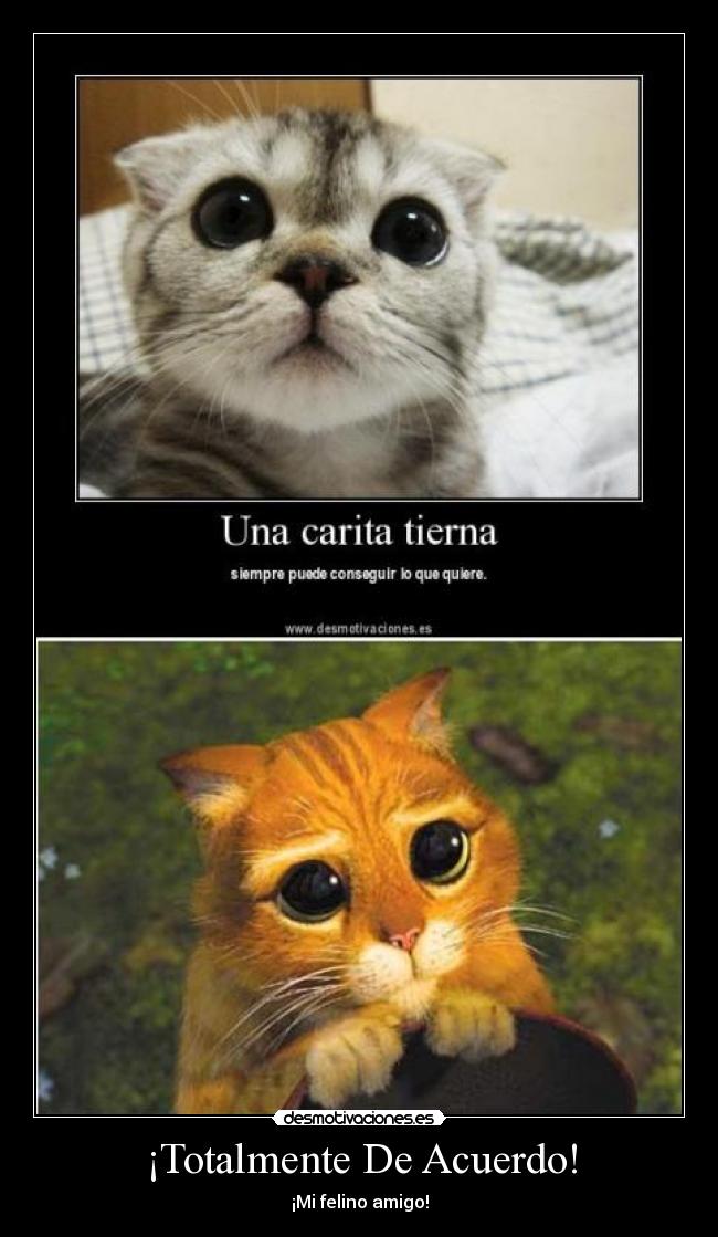 carteles lol gatos tiernos desmotivaciones