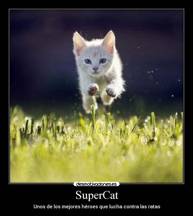 SuperCat - Unos de los mejores héroes que lucha contra las ratas