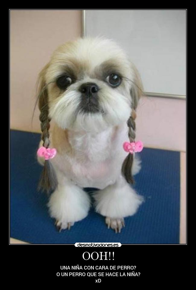 OOH!! - UNA NIÑA CON CARA DE PERRO?
O UN PERRO QUE SE HACE LA NIÑA?
xD