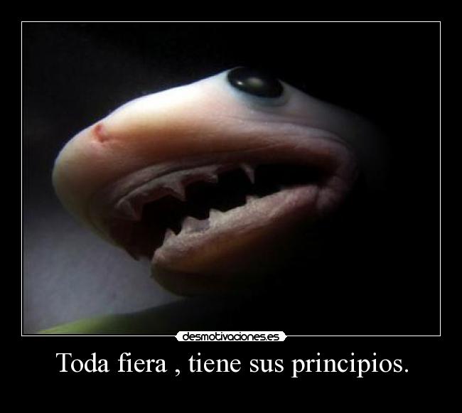 Toda fiera , tiene sus principios. - 