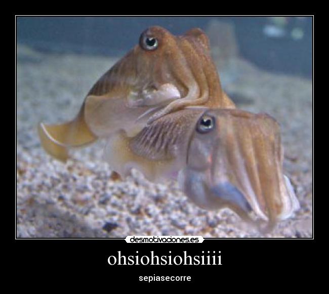 ohsiohsiohsiiii - sepiasecorre