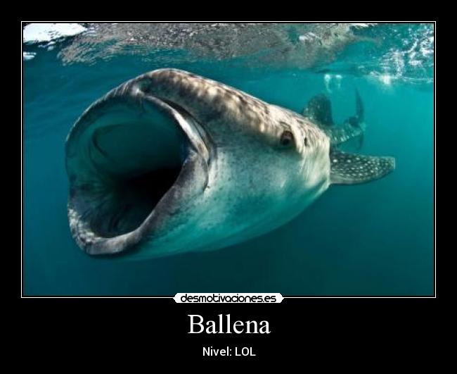 Ballena -