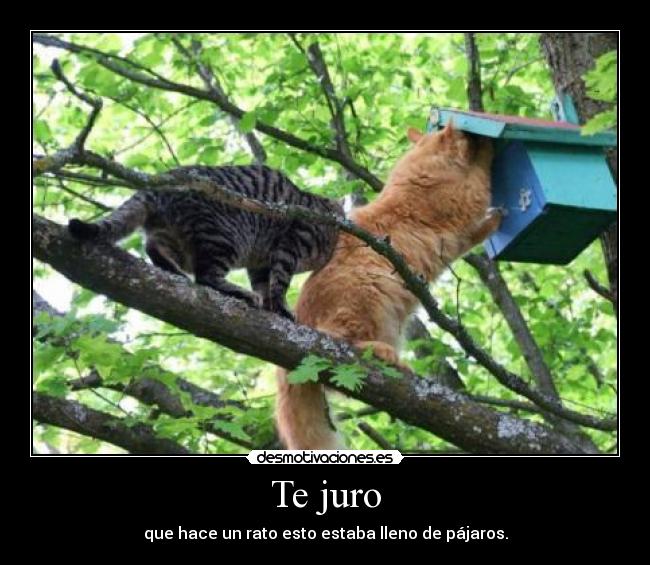 Te juro - que hace un rato esto estaba lleno de pájaros.