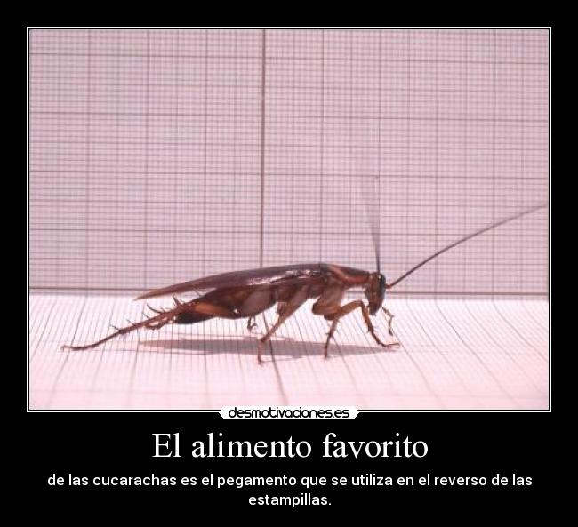 El alimento favorito - 