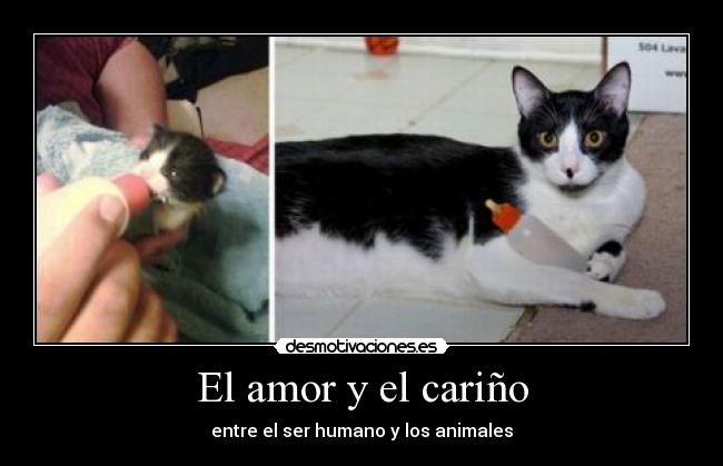 El amor y el cariño - entre el ser humano y los animales