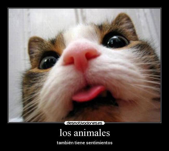 los animales - también tiene sentimientos