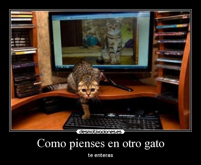 Como pienses en otro gato - 