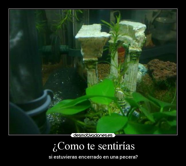 ¿Como te sentirías - si estuvieras encerrado en una pecera?