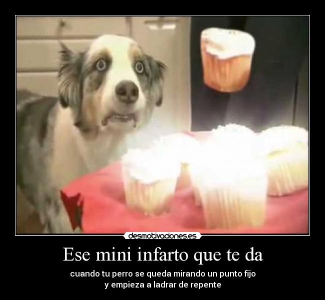 Ese mini infarto que te da - cuando tu perro se queda mirando un punto fijo
y empieza a ladrar de repente