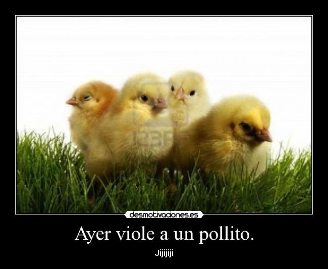 Ayer viole a un pollito. - 