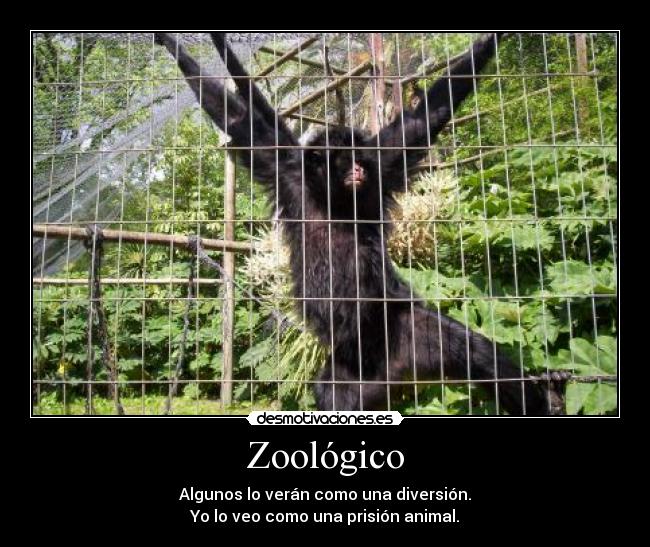 Zoológico - Algunos lo verán como una diversión.
Yo lo veo como una prisión animal.