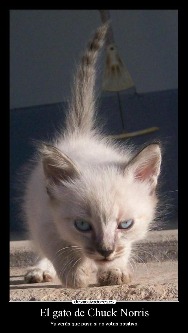 El gato de Chuck Norris - Ya verás que pasa si no votas positivo