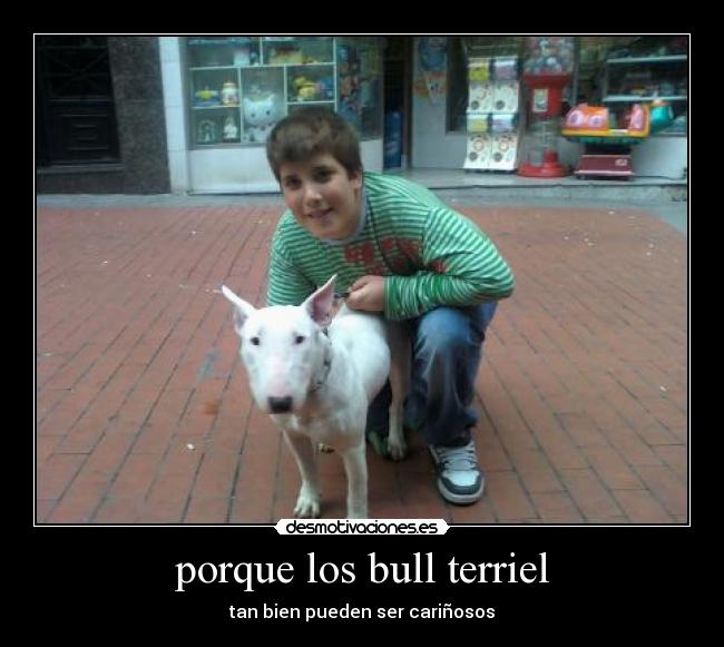 porque los bull terriel -