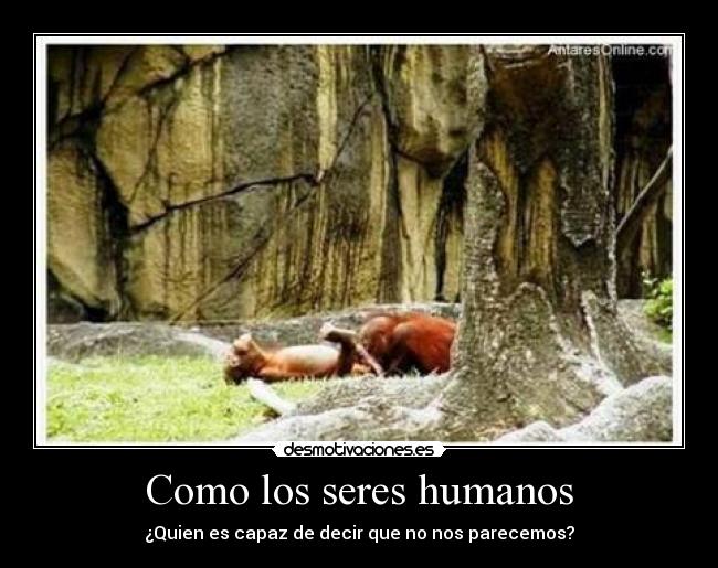 Como los seres humanos - ¿Quien es capaz de decir que no nos parecemos?